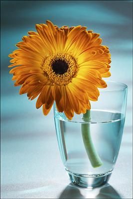 http://www.luneo.org/photos/fleur_044_w.jpg