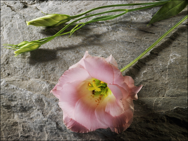 http://www.luneo.org/photos/fleur_ardoise_050_w.jpg